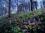 Spring in Niseko