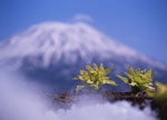 Winter in Niseko